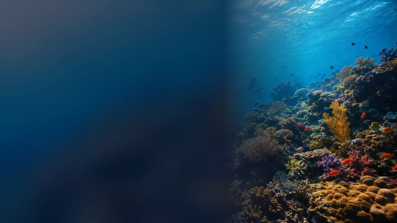 Simple Reef Etiquette Every Diver Should Practice